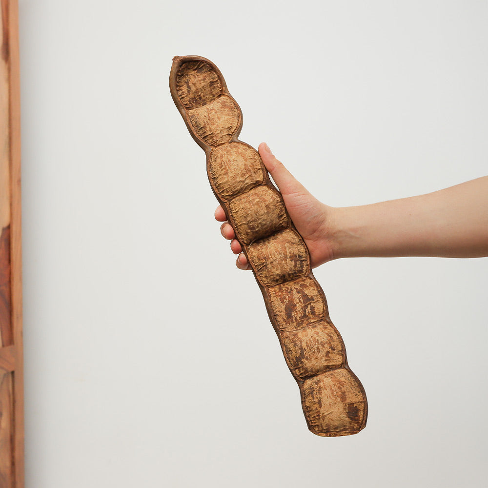 Handheld natural Entada seed pod shaker from Thailand, creating soothing percussion sounds.