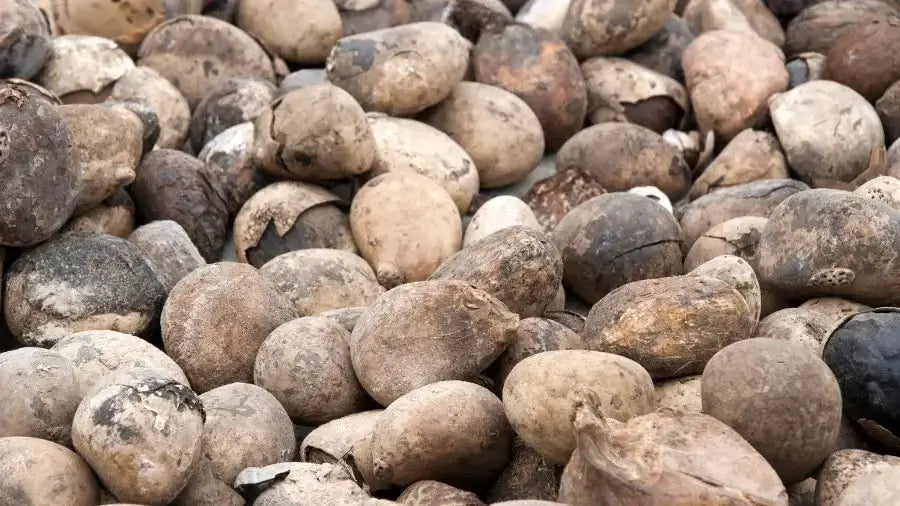 raw tagua nut seed