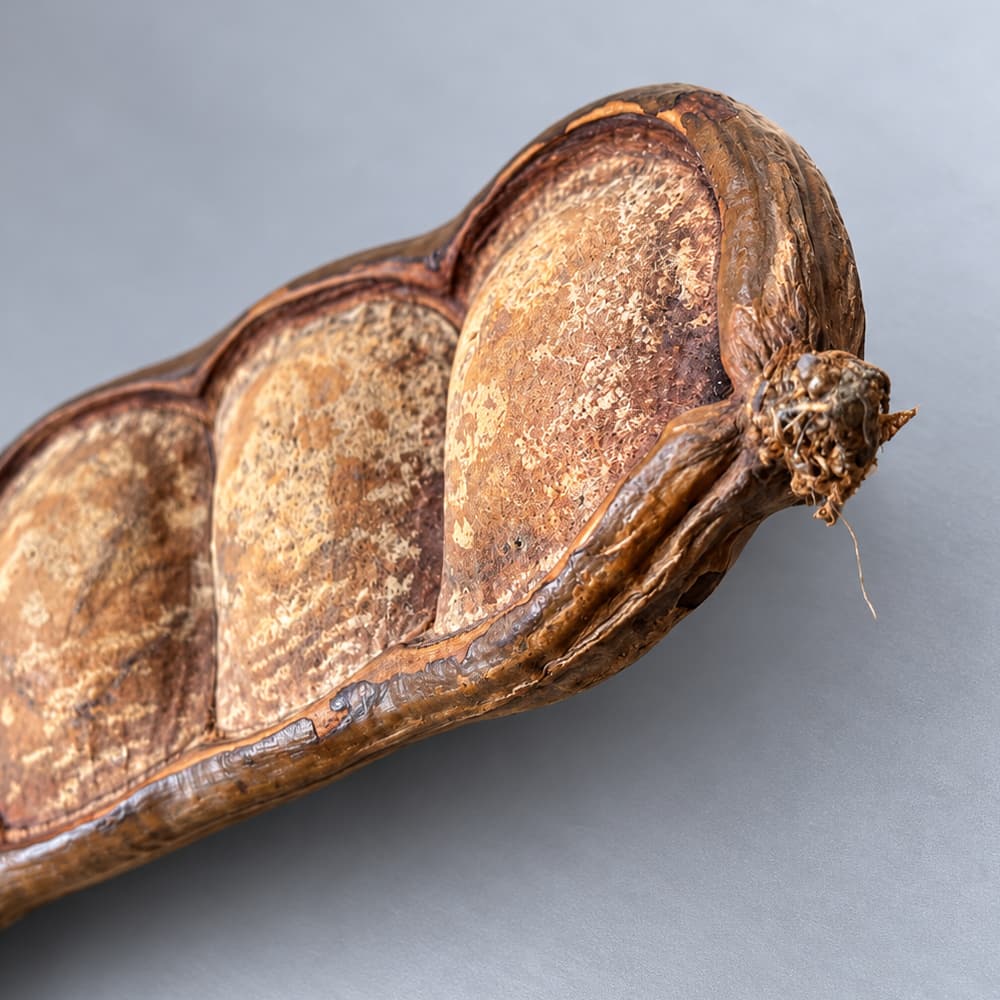 Entada Seed Pod Shaker