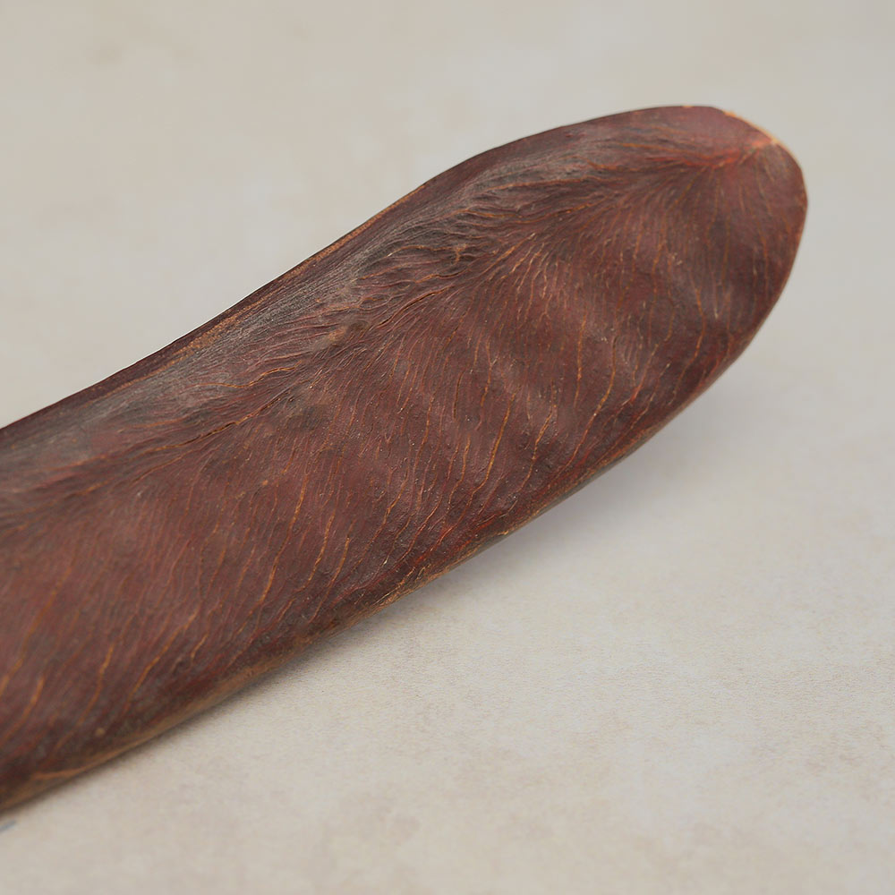 close up of end of plain pacay seed pod 